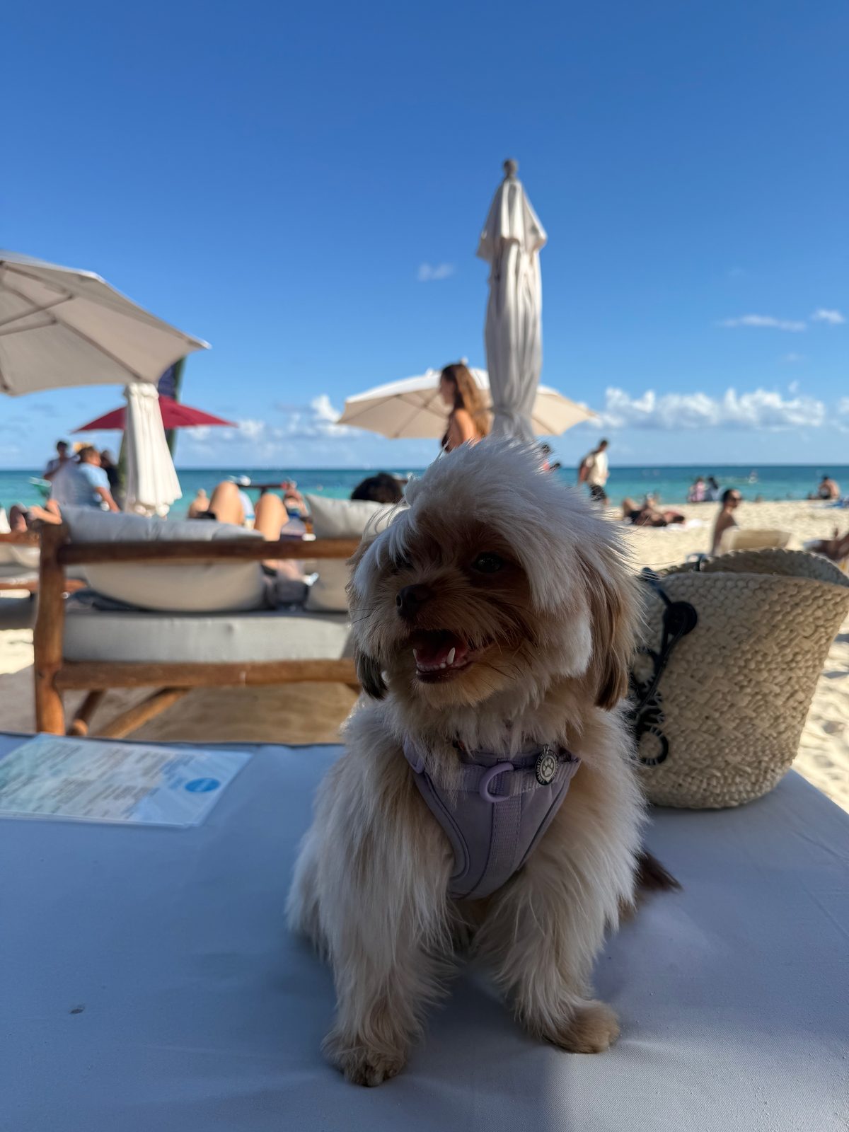Bonbon, su perrita, junto a la piscina